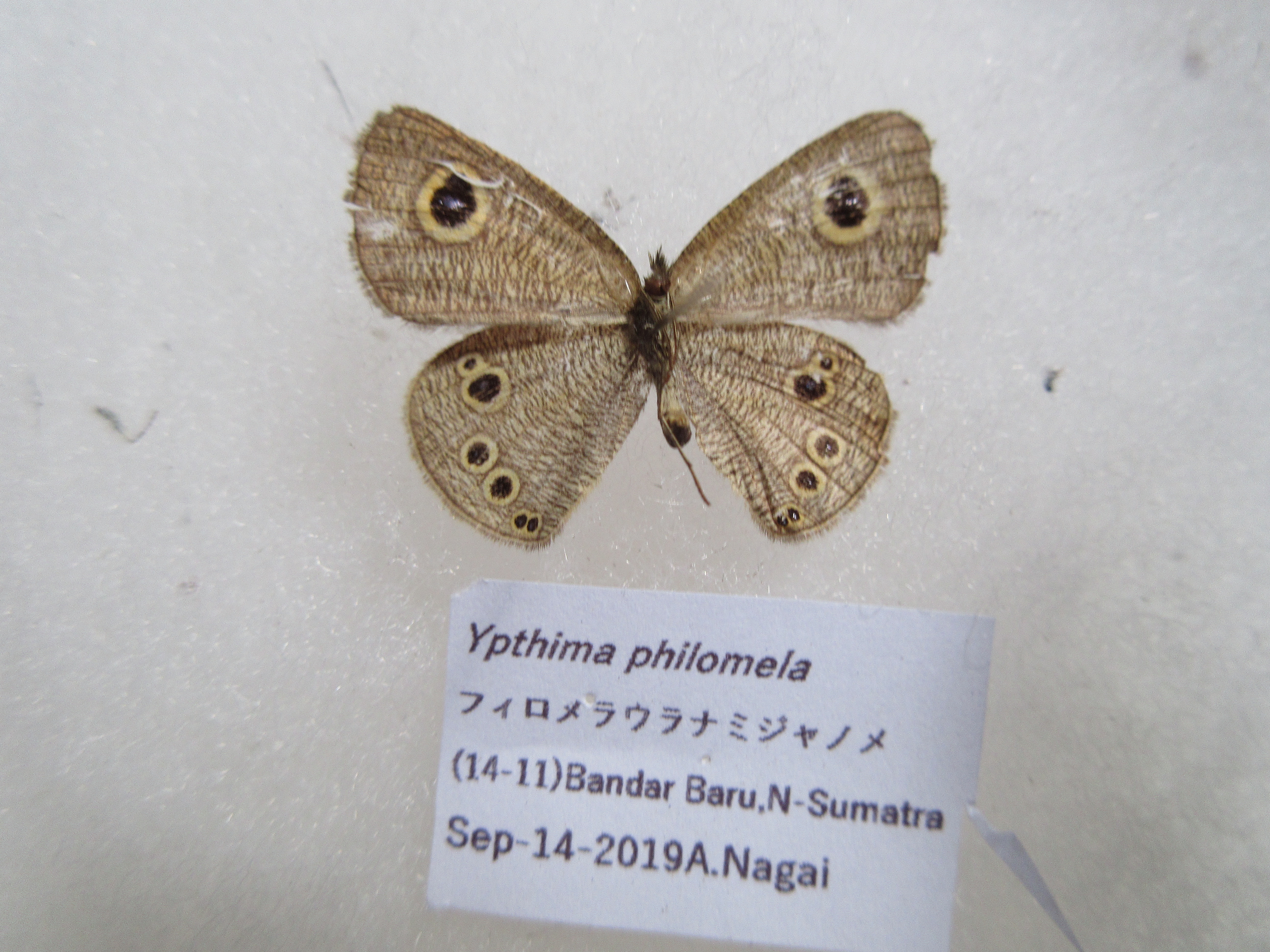 三番瀬に行こう！ その3 ～渡るシギ、チドリ～ | 房総鳥風（とり